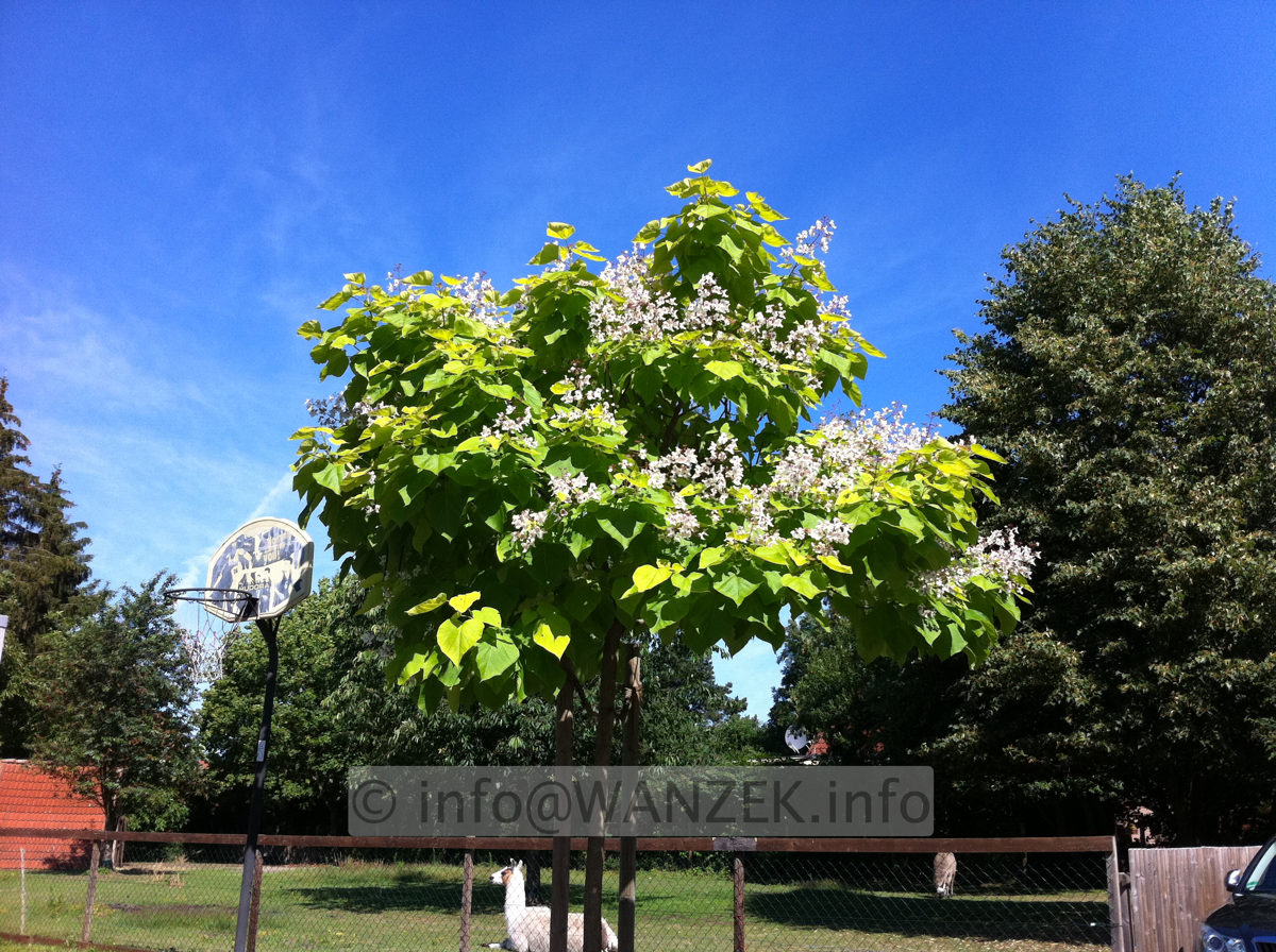 Catalpa bignonioides Aurea 2.JPG